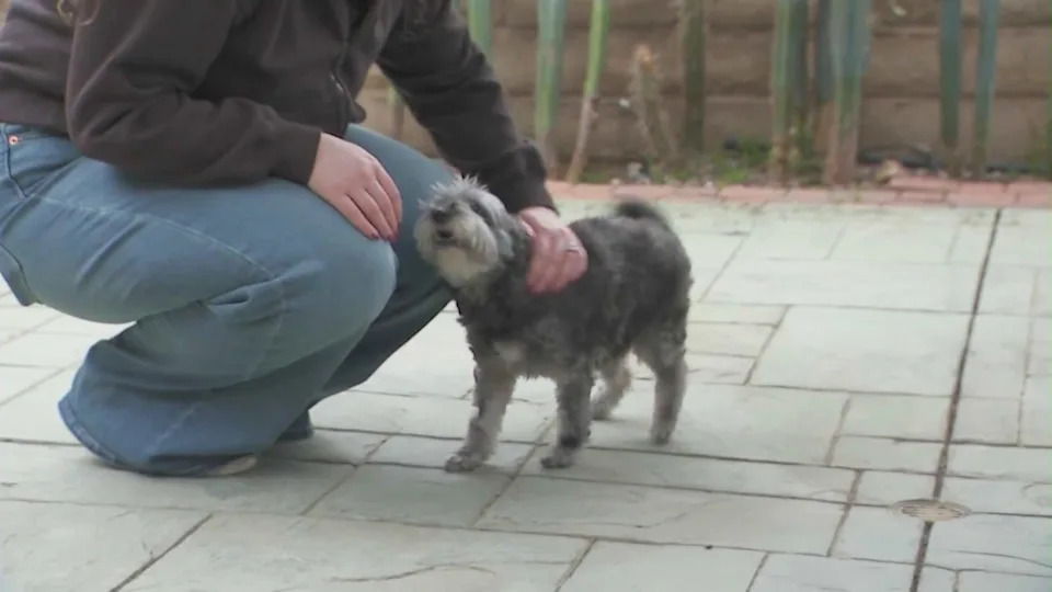 Michelle Bluestone was reunited with her dog, Lola, five years after the Schnauzer mix went missing in Reseda. (KTLA)