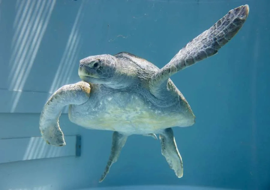 Rescued green sea turtle named Meatloaf swims inside a rehabilitation tank at the Aquarium of the Pacific in Long Beach after being treated for injuries caused by fishing line entanglement.