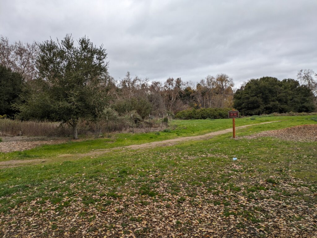 A grassy field with a worn path and trees