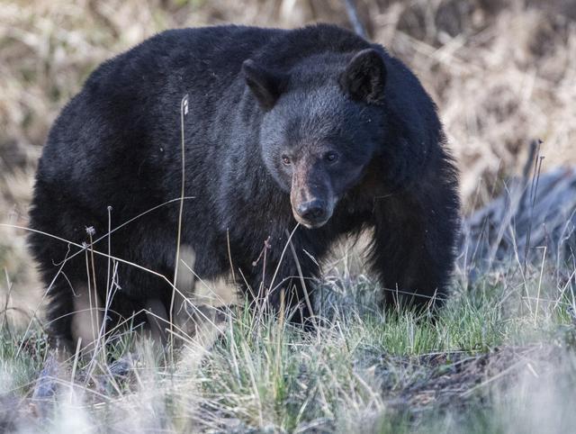  Black bears’ search for food sometimes brings them closer to people.  