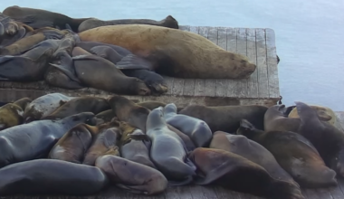 Who is 'Chonkers'? One-ton sea lion becomes San Francisco 'sea-lebrity'