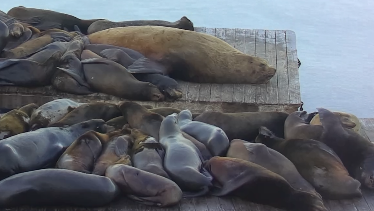 Who is 'Chonkers'? One-ton sea lion becomes San Francisco 'sea-lebrity'