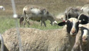 Grazing goats, sheep work to reduce grass fires in West Sacramento