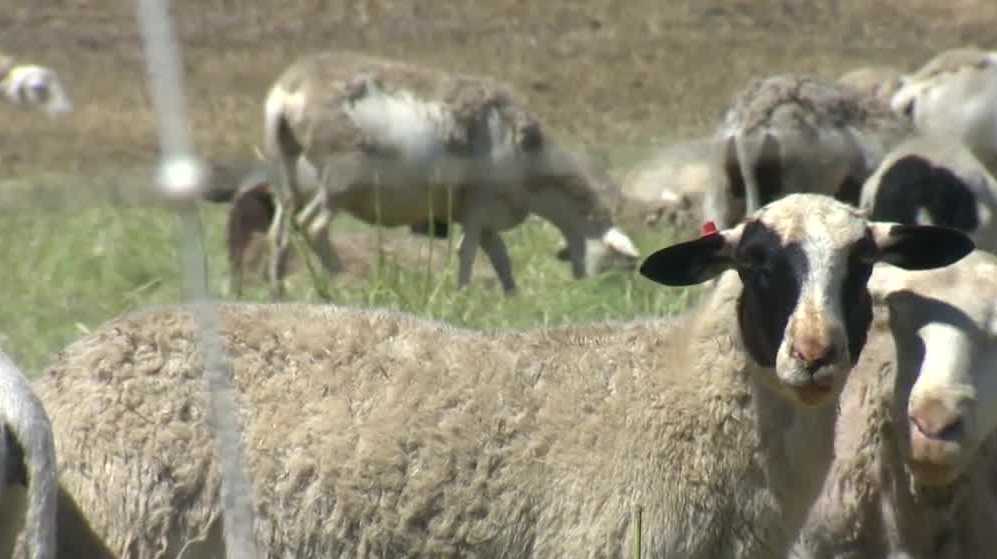 Grazing goats, sheep work to reduce grass fires in West Sacramento