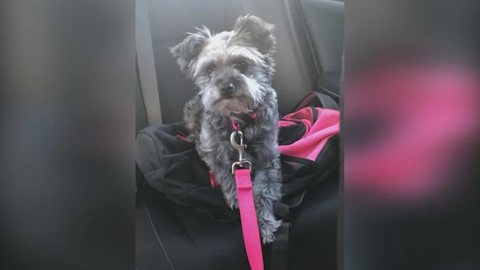 Lola is seen in a family photo before she went missing. (Michelle Bluestone)