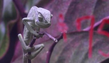 Thousands of reptiles on display for the Sacramento Reptile Show
