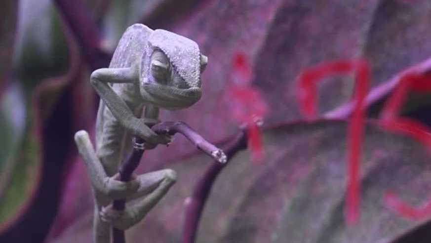 Thousands of reptiles on display for the Sacramento Reptile Show