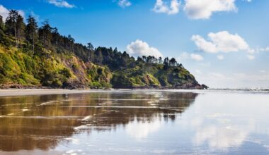 Another dead gray whale washes up near Long Beach, Washington