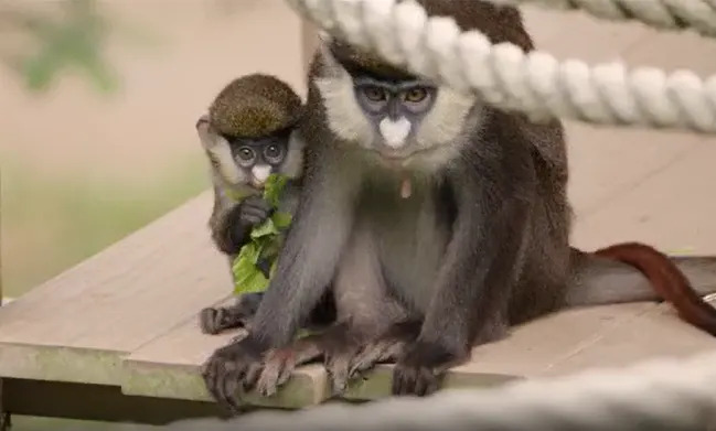 San Diego Zoo welcomes baby Schmidt’s Red-Tailed Guenon (San Diego Zoo Wildlife Alliance) 