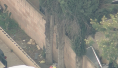 Bear reported in Fillmore neighborhood – NBC Los Angeles