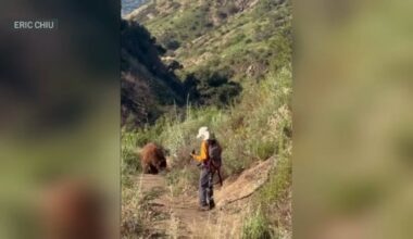 Bear charges at hiker on Mount Wilson trail – NBC Los Angeles
