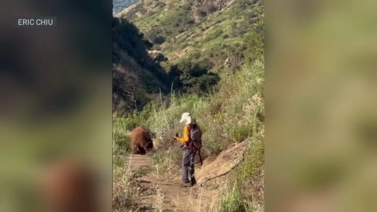 Bear charges at hiker on Mount Wilson trail – NBC Los Angeles