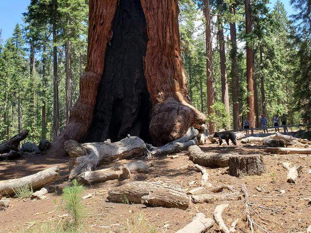 A black bear approaches the Grizzly Giant tree in Yosemite National Park’s Mariposa Grove of Giant Sequoias in August 2022.
