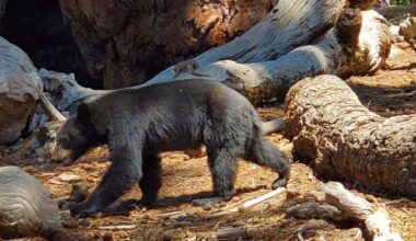 Bears in Yosemite CA: Safety tips for campers and hikers