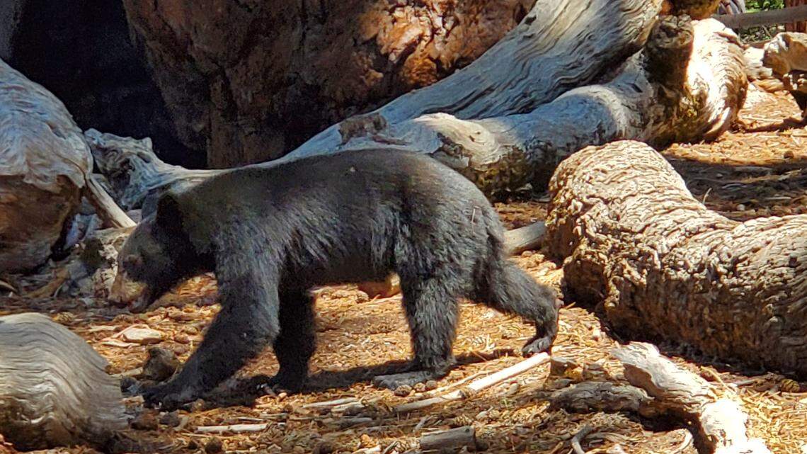 Bears in Yosemite CA: Safety tips for campers and hikers