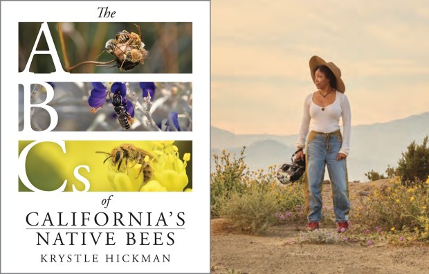 San Fernando Valley-based Krystle Hickman, a National Geographic Explorer and conservation photographer, recently published "The ABCs of California's Native Bees," a photo book documenting the species that she has found around the state. (Photo credit Krystle Hickman / Courtesy of Heyday Books)