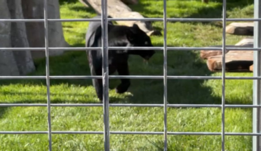 Black leopard born in captivity can now pounce and play at Alpine sanctuary – NBC 7 San Diego