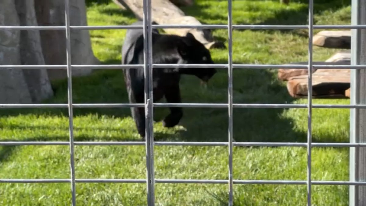 Black leopard born in captivity can now pounce and play at Alpine sanctuary – NBC 7 San Diego
