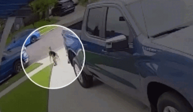 GIF of child being attacked by coyote in Southern California driveway