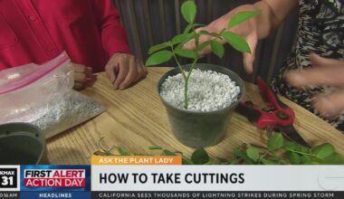 Plant Lady - How To Take Cuttings