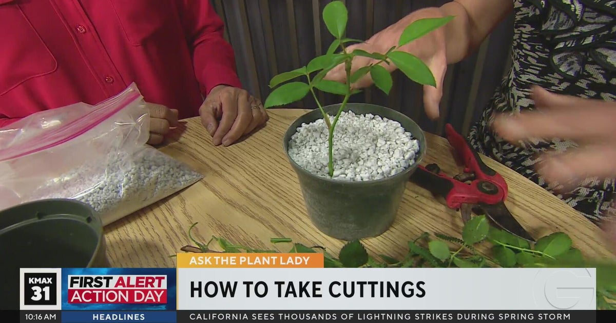 Plant Lady - How To Take Cuttings