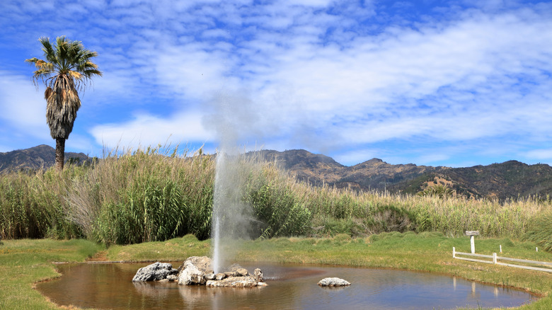 Geyser going off in Calistoga, CA