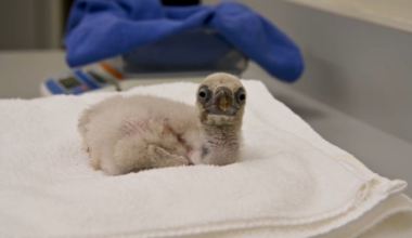 LA Zoo welcomes first Cape vulture chick since opening habitat – NBC Los Angeles