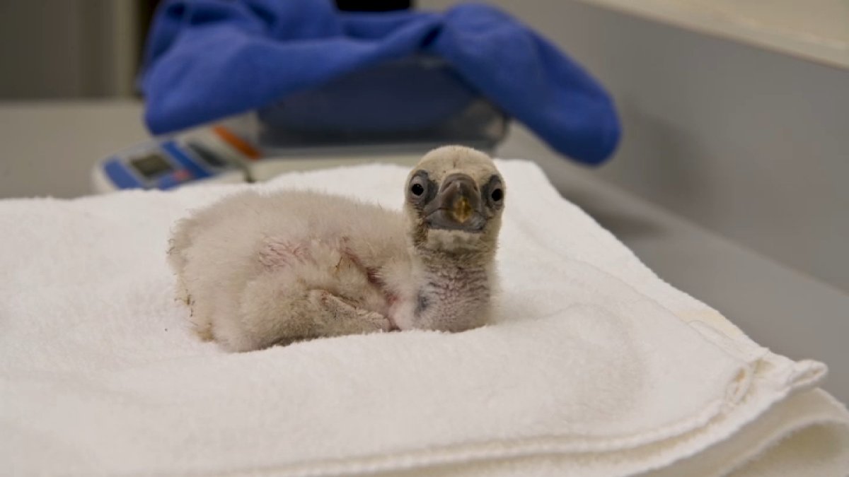 LA Zoo welcomes first Cape vulture chick since opening habitat – NBC Los Angeles
