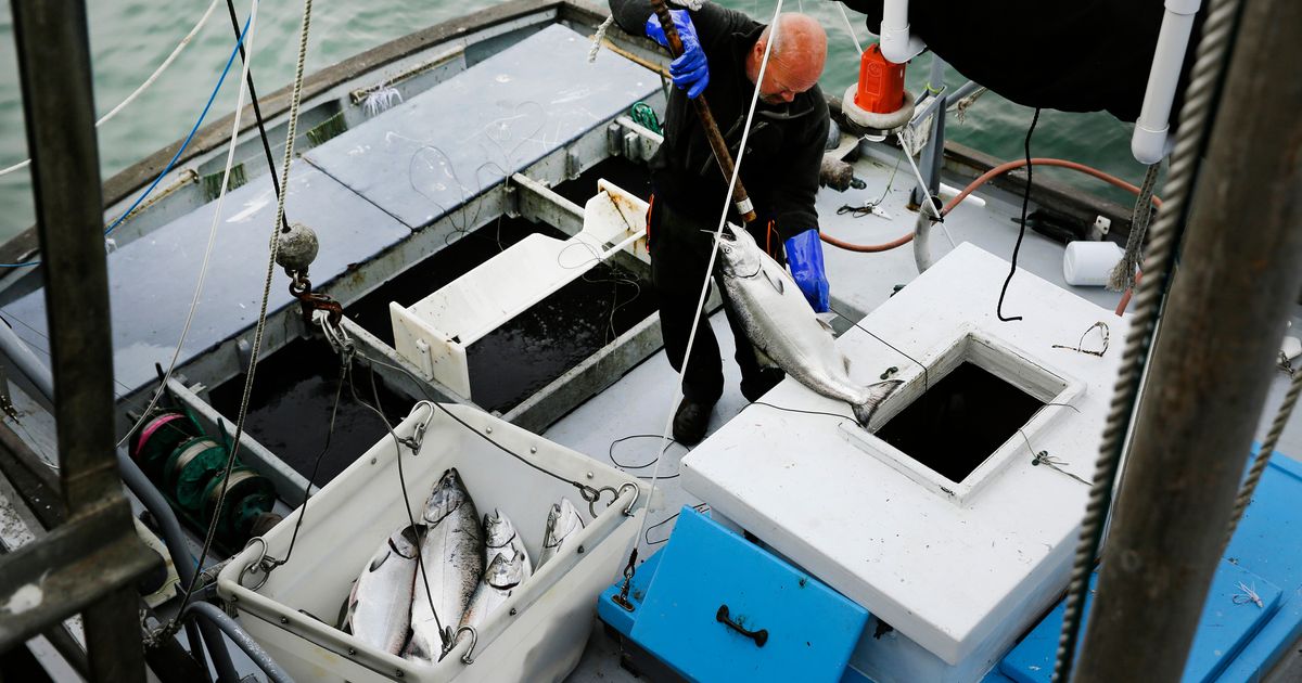 Commercial salmon fishing to open in California for the first time since 2022 as population rebounds :: WRAL.com
