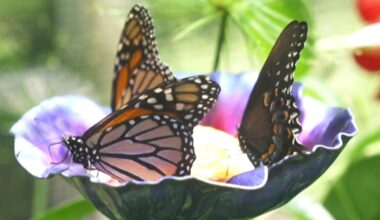 Come bug out at the Riverside Insect Fair on Saturday