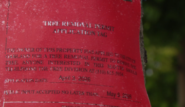 Tree removal at West Oakland BART station sparks community concern