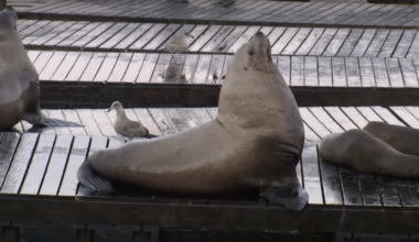 Chonkers the 2,000-pound sea lion draws crowds at San Francisco pier