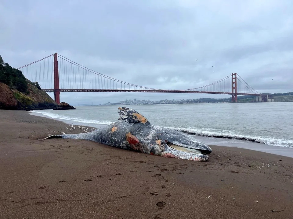 A dead gray whale at Kirby Cove on May 28, 2025. (Photo: Marjorie Cox/The Marine Mammal Center)