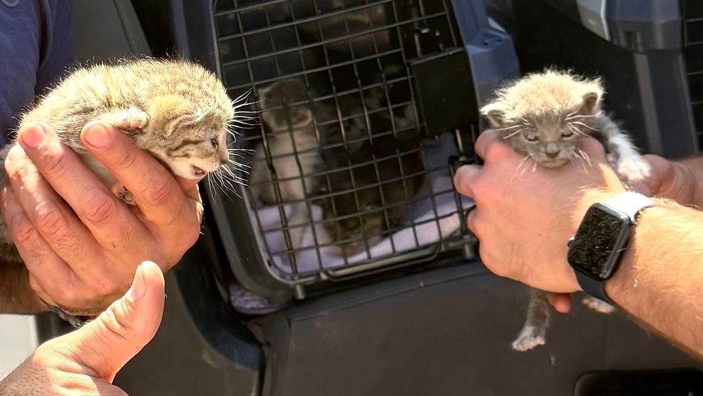 Deputy rescues six kittens from Selma substation ceiling (Photo: Fresno County Sheriff's Office)