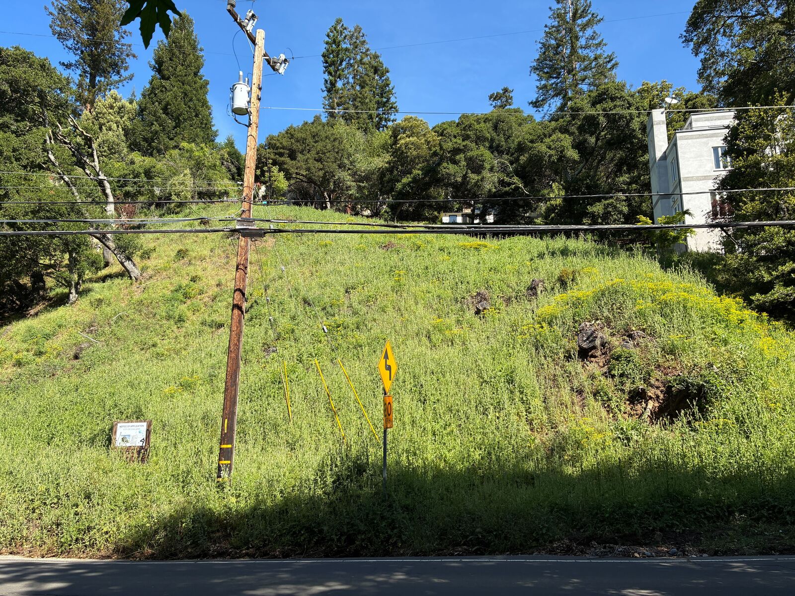 claremont tree fines