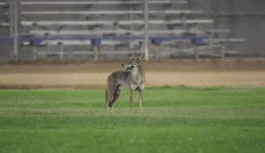 DNA tests connect coyote to 2 attacks in Carson – NBC Los Angeles
