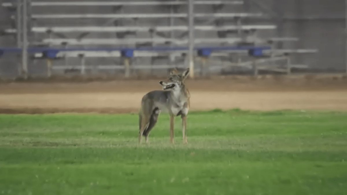 DNA tests connect coyote to 2 attacks in Carson – NBC Los Angeles