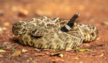 Third hiker dead as snakebite surge sweeps California