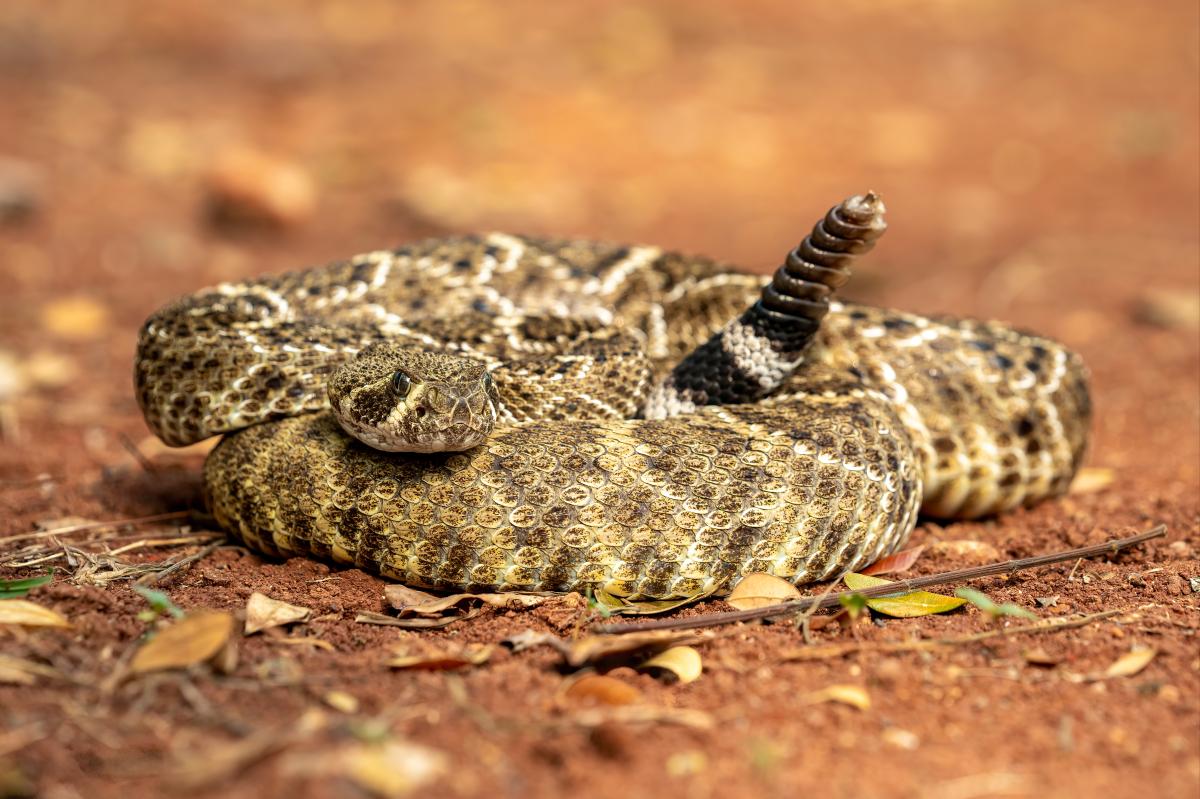 Third hiker dead as snakebite surge sweeps California