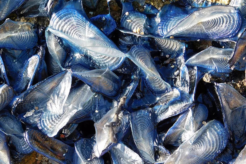 Velella jellyfish (stock image)Credit: Getty
