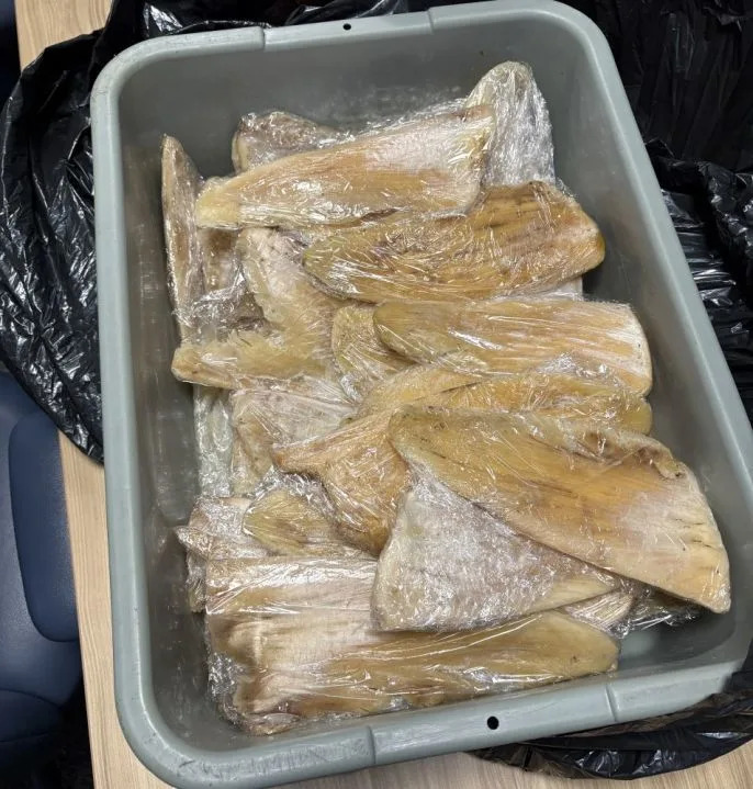 Authorities seized a shipment of shark fins found aboard a private jet arriving at a California airport in February of 2026. (CDFW)