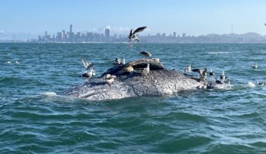 New bill would increase protections for whales in the Bay