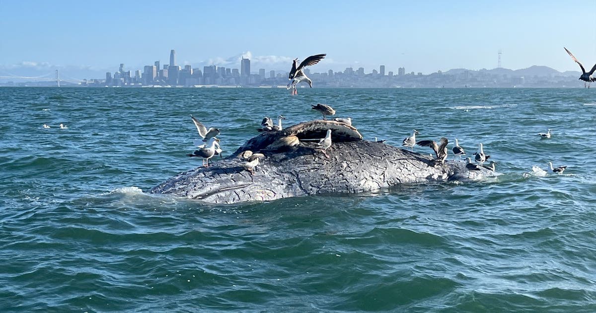New bill would increase protections for whales in the Bay