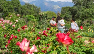 Roses are putting petal to the metal and blooming early at local gardens – NBC Los Angeles