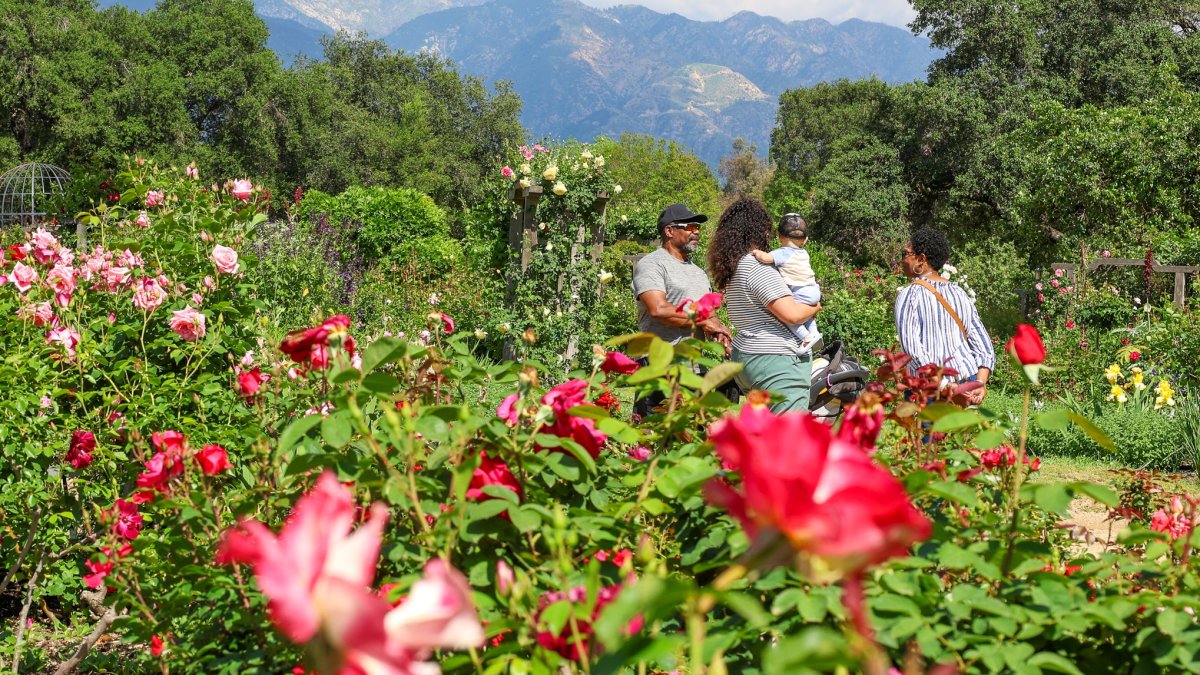 Roses are putting petal to the metal and blooming early at local gardens – NBC Los Angeles
