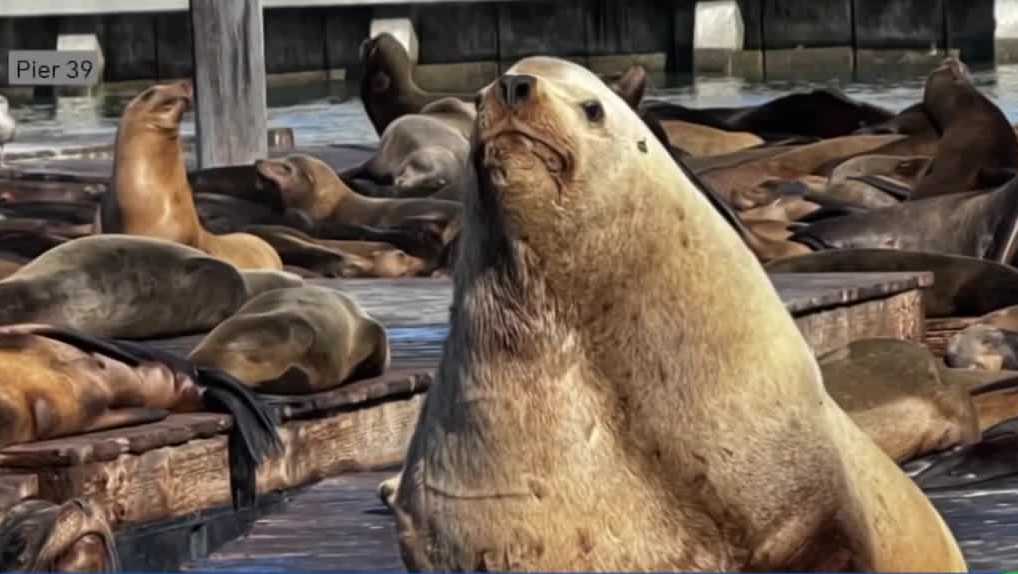 Rare sea lion 'Chonkers' draws crowds to San Francisco's Pier 39