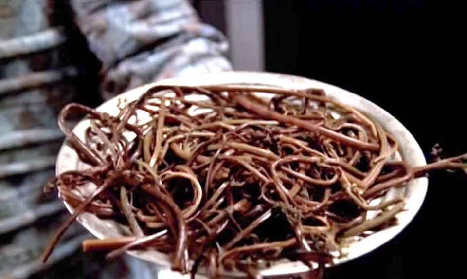 The worms have a violent thrashing behavior that perfectly mirrors the legendary Star Trek delicacy, Gagh. These Are The Voyages | Star Trek Creative Channel