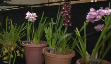 What to know about the 77th Annual Orchid Show & Exotic Plant Sale