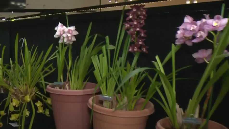 What to know about the 77th Annual Orchid Show & Exotic Plant Sale