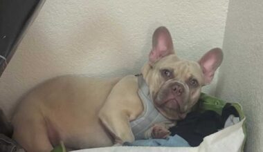 Sacramento family pleads for return of French bulldog after it was taken